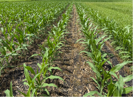Young corn rows growing through crop residue in a no-till research field