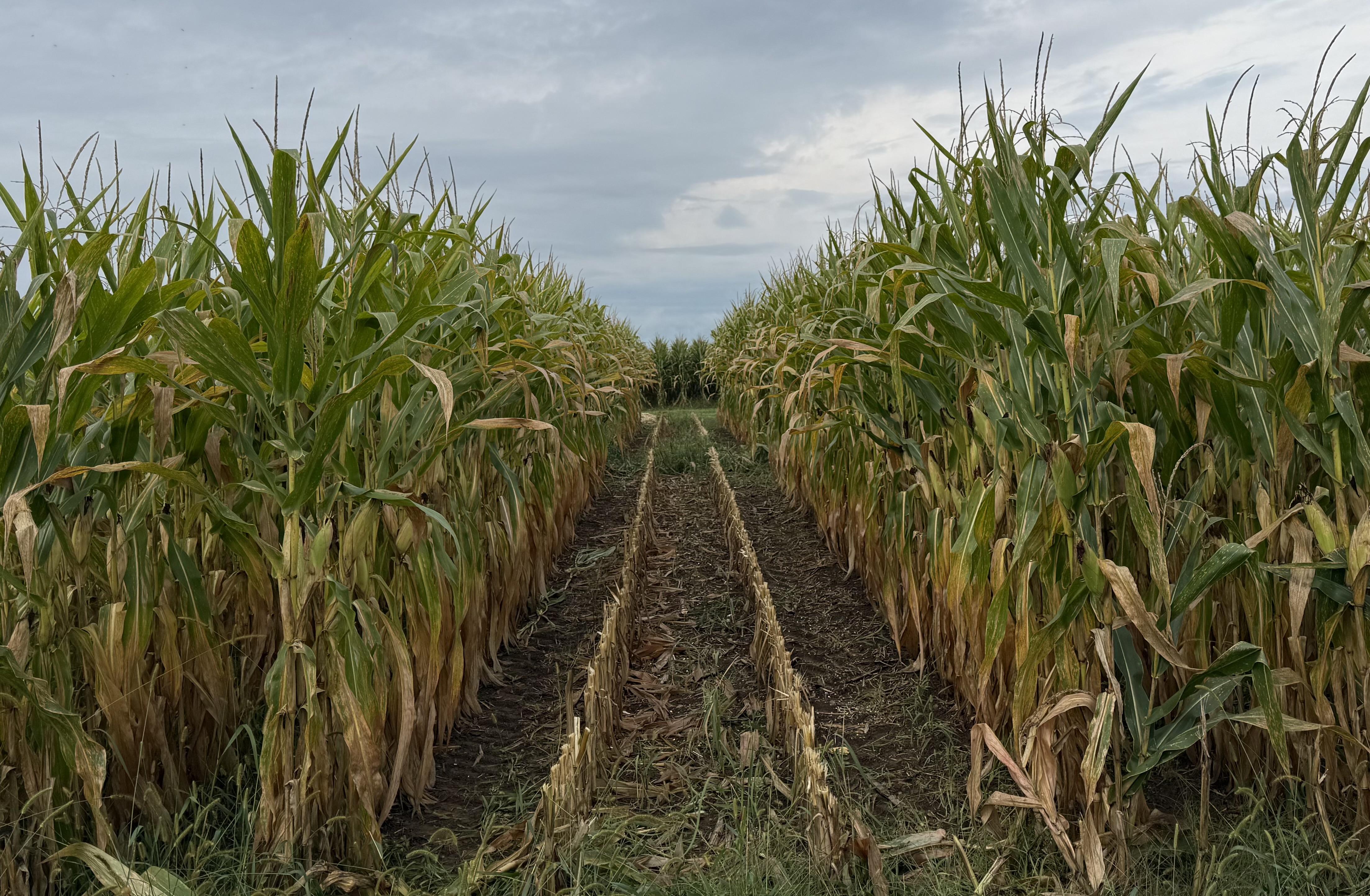 Mature corn rows beside a harvested strip in the cropping-systems research field
