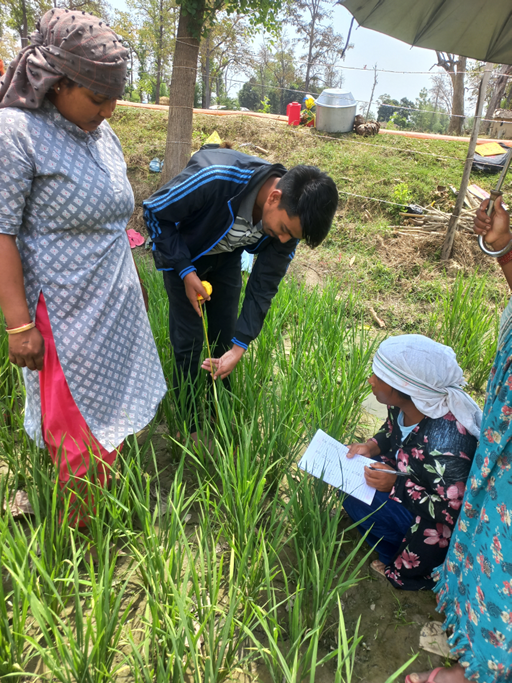 Saurab measuring rice plants while participants record observations