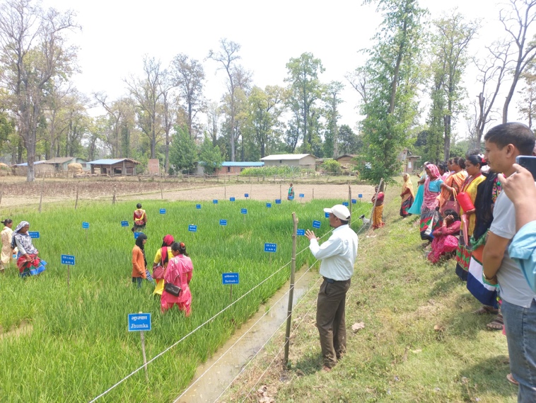 Farmers and researchers examining marked rice variety plots
